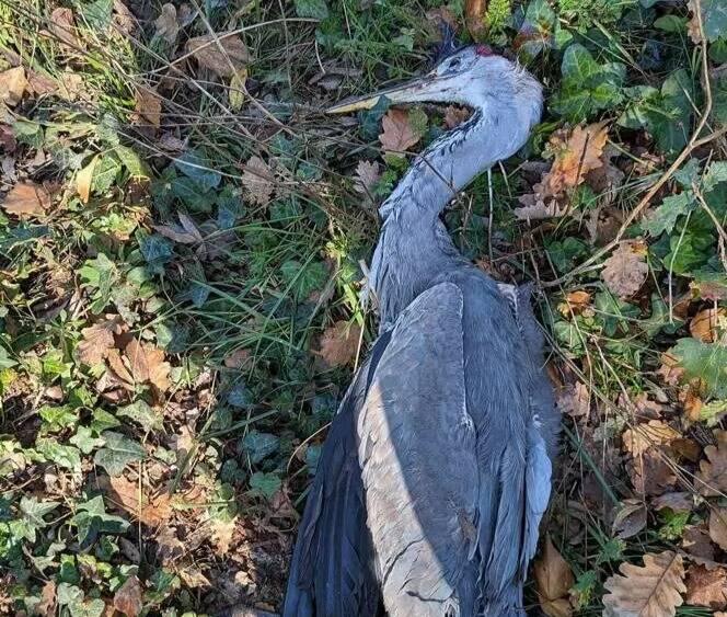 Un héron cendré a-t-il été tué par des chiens à Villeneuve-Loubet?