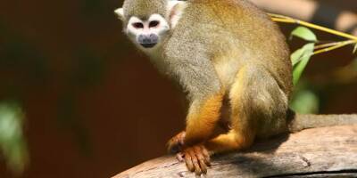L'un des singes volés dans le zoo du Var a été vendu 2.800 euros au marché noir, deux hommes interpellés