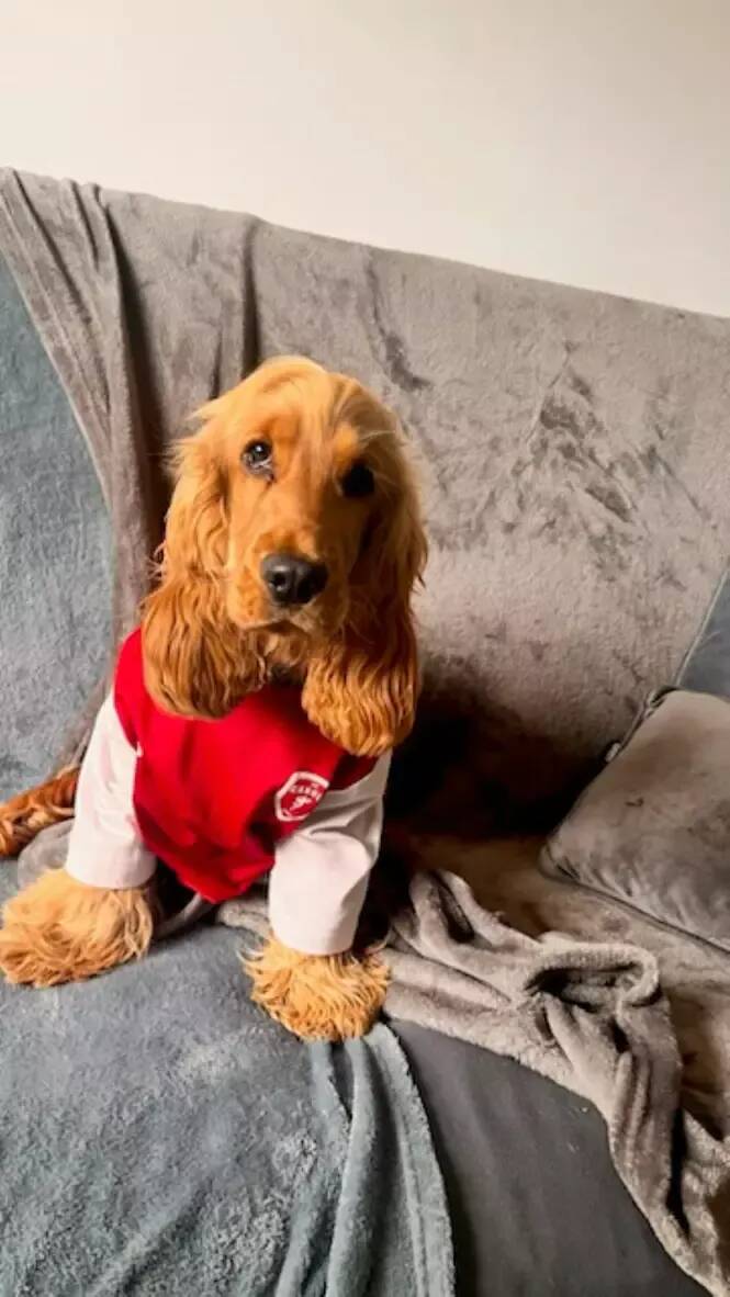 Animaux en ville: ce qui a été fait et ce qui reste (encore) à faire à Cannes