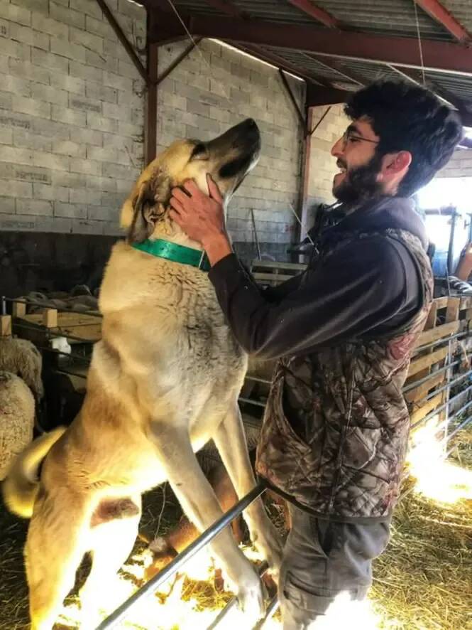 Le chien d'un berger sauvagement abattu dans un village de la Côte d'Azur, son maître entre colère et chagrin