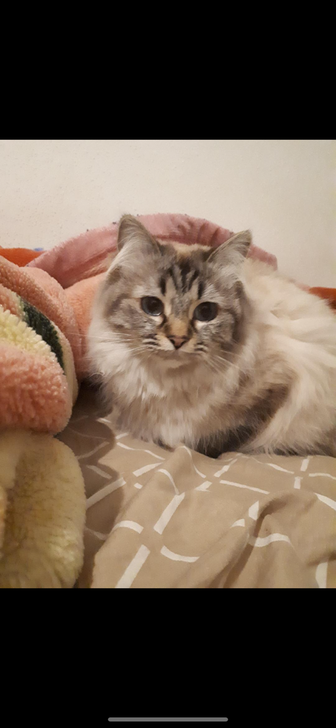 "Je me tourne vers qui si la justice ne peut rien faire?": elle retrouve son chat chez ses voisins... qui refusent de lui rendre