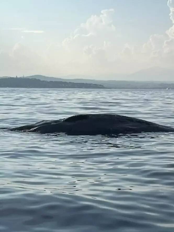 La carcasse de cachalot échouée au large d'Antibes n'a pas pu être coulée, elle sera remorquée plus au large
