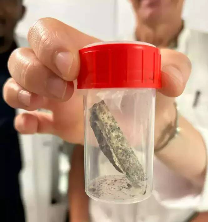 Un entomologiste niçois met au point une solution miracle pour venir à bout des punaises de lit