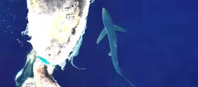 Deux requins filmés en train de grignoter la carcasse d'un cachalot au large de Sanary