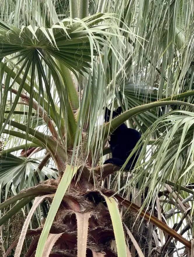 Énorme élan de solidarité pour récupérer Loki, un petit chat coincé en haut d'un palmier de 20 mètres depuis plusieurs jours