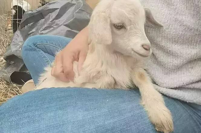 "C'est un vrai drame pour nous": la ferme pédagogique Lou Mas de Solé a perdu six chèvres dans les inondations à Vidauban