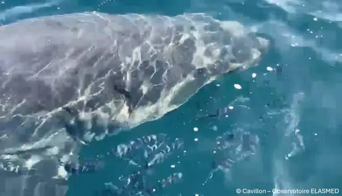 Est-ce vraiment dangereux de croiser un grand requin blanc en mer?
