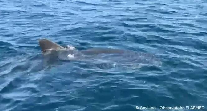 "C'est une espèce extrêmement menacée plus que menaçante": un expert azuréen revient sur l'apparition d'un grand requin blanc dans les eaux de Porquerolles