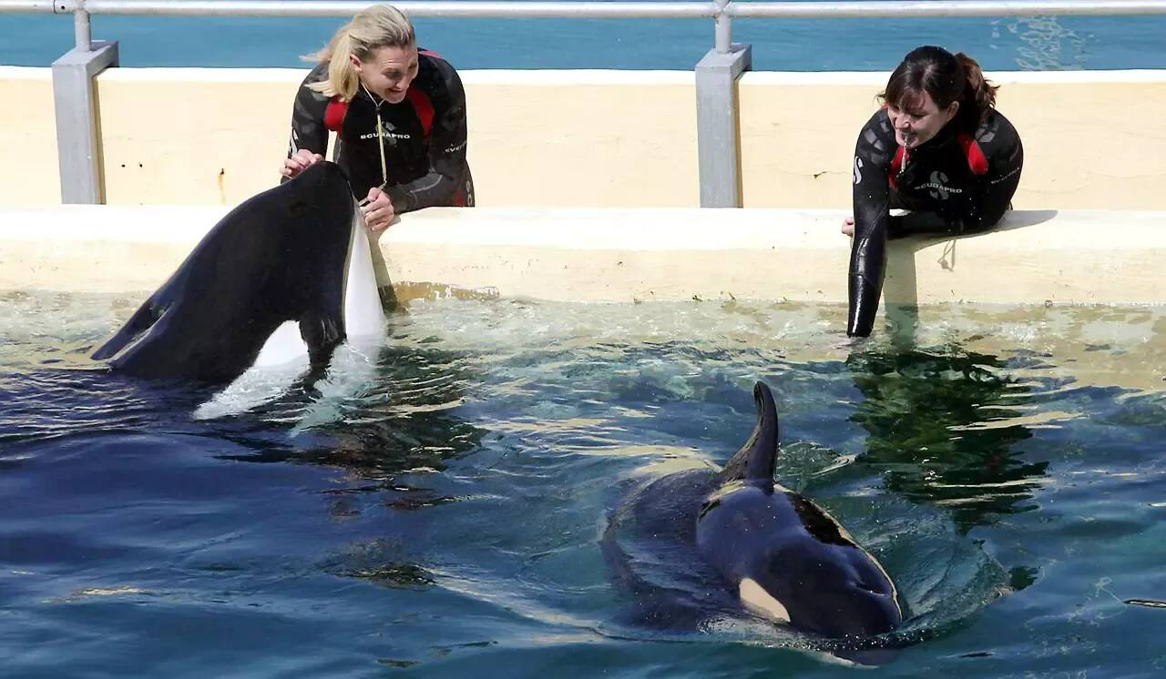 "Des bassins qui font le tiers de celui d'Antibes": Le gouvernement s'oppose au transfert de deux orques de Marineland au Japon
