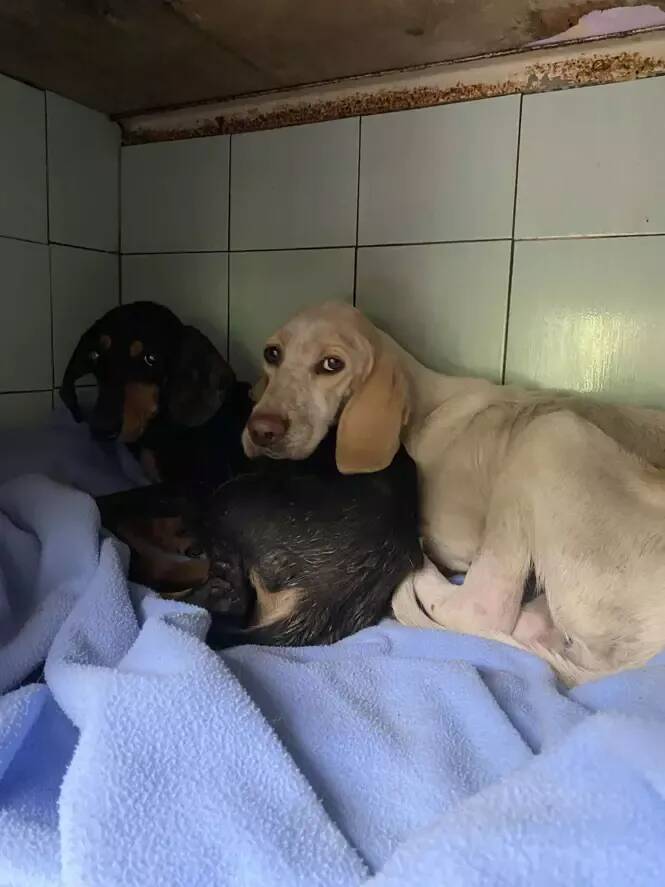 "Dans un état catastrophique": squelettiques et effrayées, deux chiennes ont été sauvées par une association après plusieurs mois d'errance à Biot