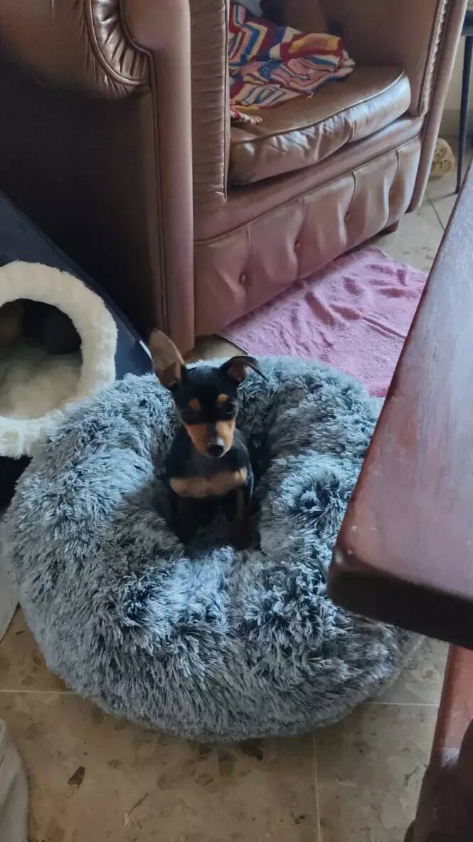 Une petite chienne meurt après avoir été massacrée par trois molosses en liberté à Auribeau-sur-Siagne