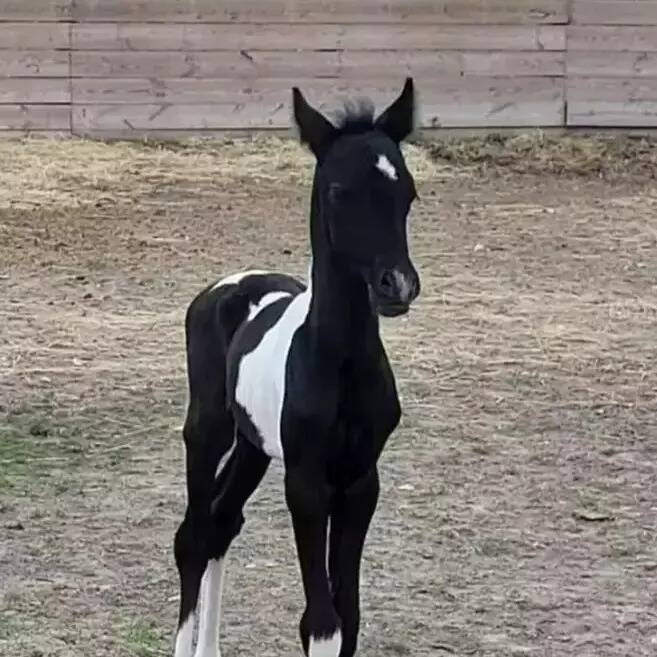 Un refuge pour chevaux maltraités de Nice appelle à l'aide pour sauver un poulain de 7 mois qui vient de perdre sa mère