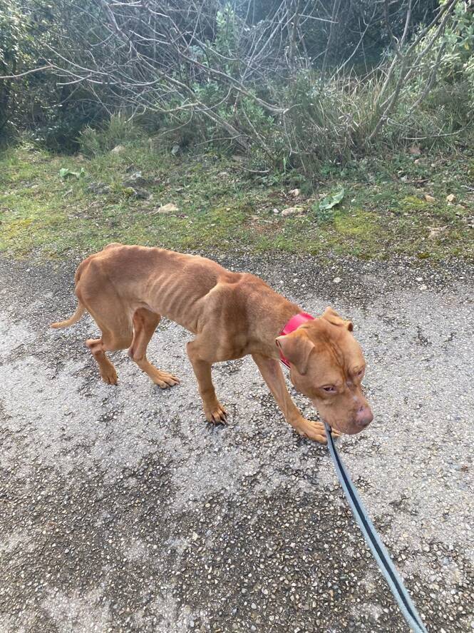 Deux chiens retirés à leurs maîtres pour maltraitance à Nice après une plainte pour acte de cruauté