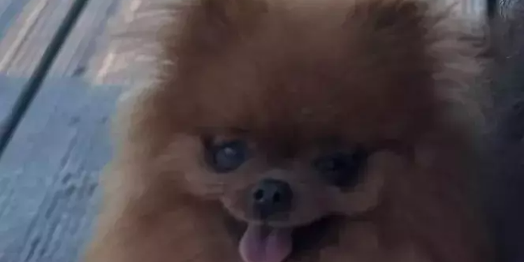 Une vision d’horreur: sa chienne a été déchiquetée par un chien japonais lors d'une balade à Saint-Cyr, elle réclame justice