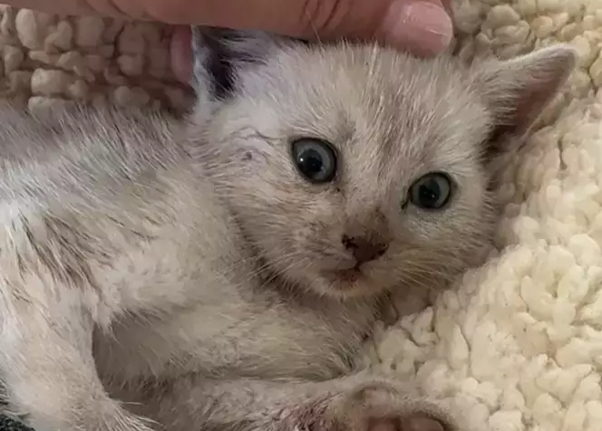 Transpercée par une flèche à Hyères, la petite chatte Athena âgée d'un mois n'a pas survécu