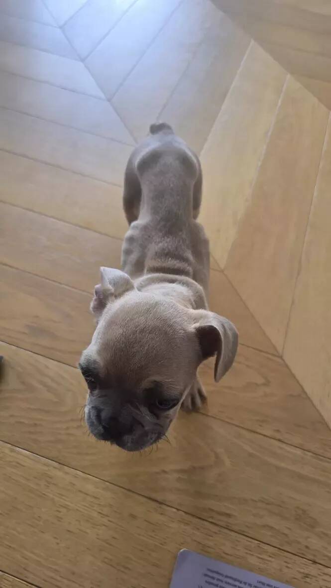 Salon des animaux de compagnie à Cagnes-sur-Mer: le maire réclame une enquête