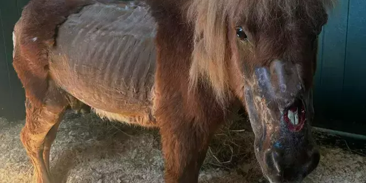 Œil crevé, plaies, nécrose… Le calvaire du poney Obélix à Ampus dans le Var