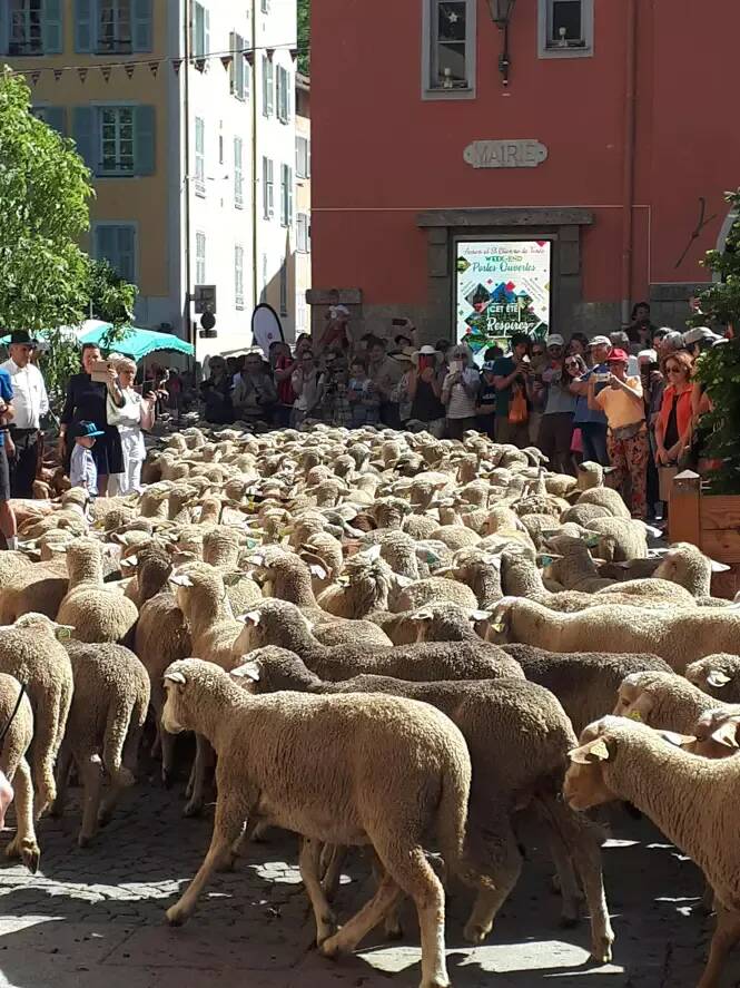Saint-Etienne-de-Tinée fête la transhumance, ce samedi 7 juin, avant le départ des troupeaux en alpage