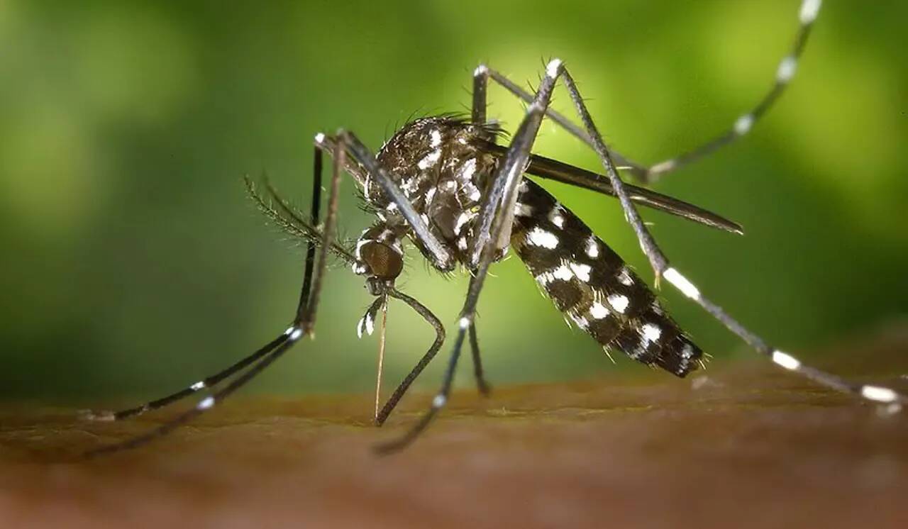 27 cas de dengue et chikungunya recensés depuis le 1er mai en PACA: l'ARS renforce la lutte contre le moustique tigre