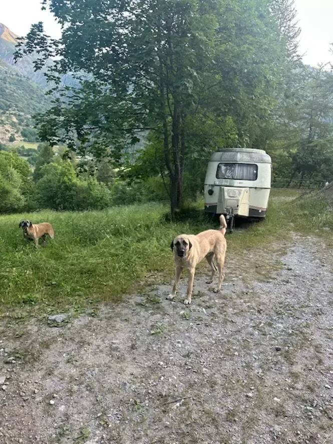 "Ils m'ont mordue comme si j'étais une menace": elle raconte sa violente agression par des chiens de troupeaux dans le Mercantour