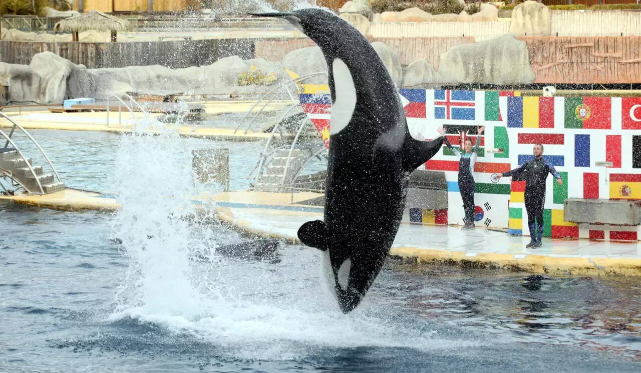Des images d'une orque de Marineland stimulée sexuellement font polémique, le parc aquatique se défend