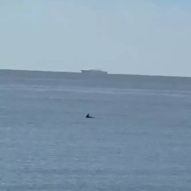 Un aileron surgit au large de Cagnes-sur-Mer... et fait réagir sur les réseaux sociaux