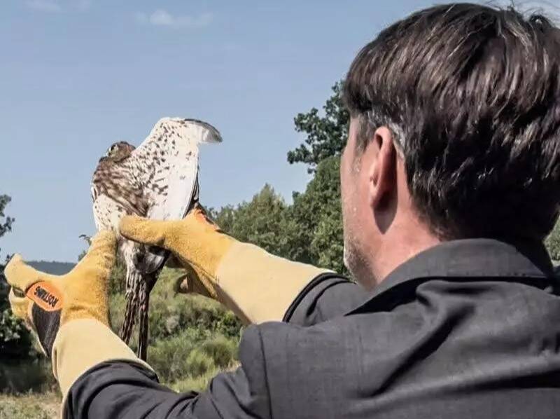 "Chaque vie sauvée est une victoire": trois faucons retrouvent la liberté après avoir été soignés dans cette commune près de Grasse