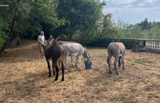 "J'ai trouvé quatre ânes qui divaguaient mais on ne trouve pas leur propriétaire": drôle de rencontre pour cette habitante de Nice