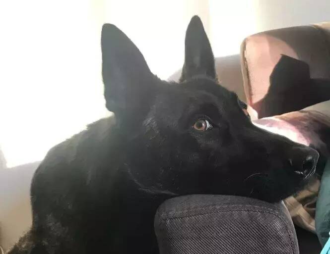 "Au total, il nous aura mordus quatre fois": l'ancien maître du chien Smoke, euthanasié cette semaine, raconte son adoption