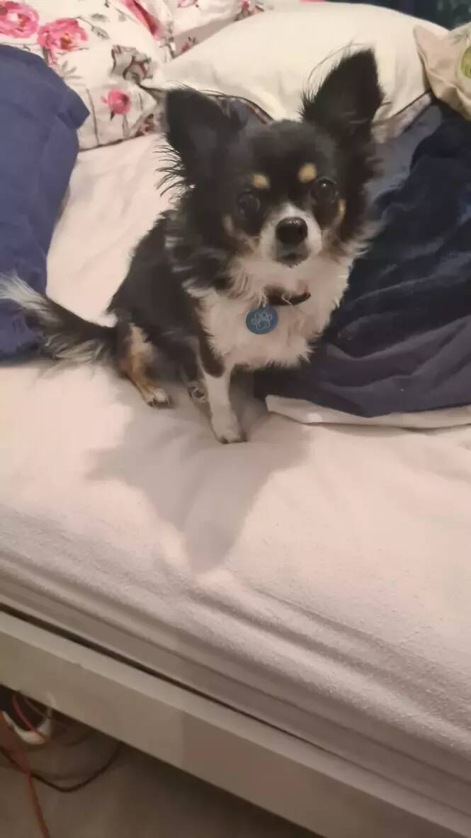 "Elle aurait dû la prendre dans les bras": la réponse de la propriétaire du chien qui a tué un chihuahua à Grasse