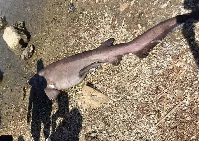 Un jeune requin retrouvé mort en bord de mer à Six-Fours