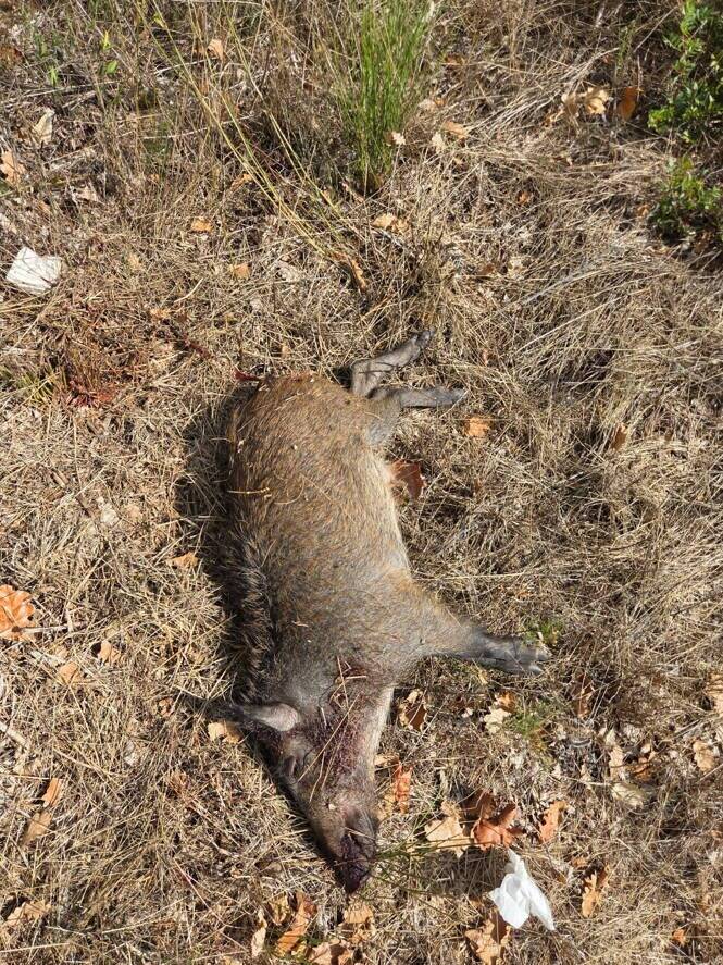 Ils tombent sur un sanglier mort et avec un impact de balle, au lendemain d'une battue administrative à Grasse