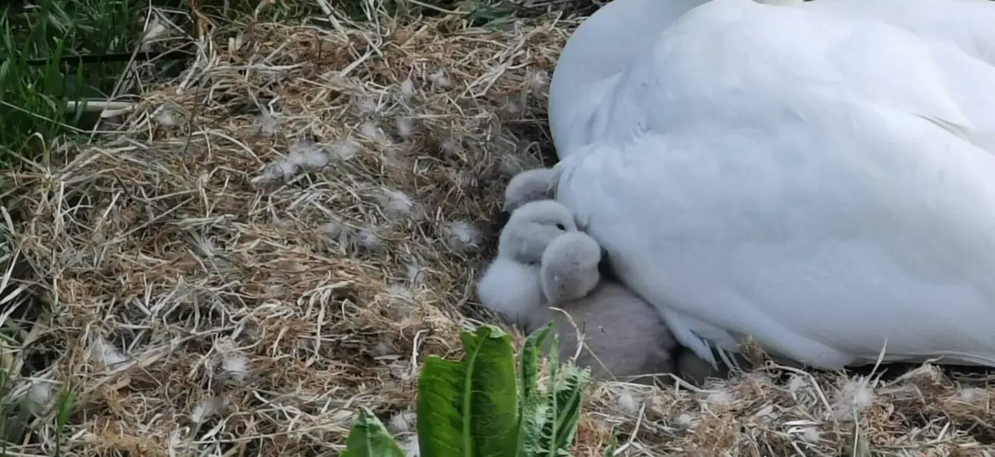 Un des cygnons de la Cagne est mort après avoir percuté la caténaire du pont SNCF qui relie Saint-Laurent-du-Var à Nice