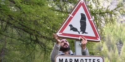 Prisés par les collectionneurs, les panneaux signalant les marmottes du col de la Bonette (trop) souvent volés