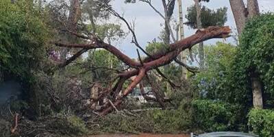 Les images impressionnantes de la chute d'un pin dans le Cap d'Antibes