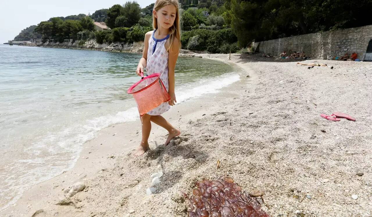 Attention, les méduses sont de retour en nombre au large des plages de la Côte d'Azur
