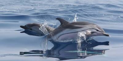 Le cadavre d'un dauphin retrouvé dans une poubelle, l'ONG Sea Sheperd porte plainte