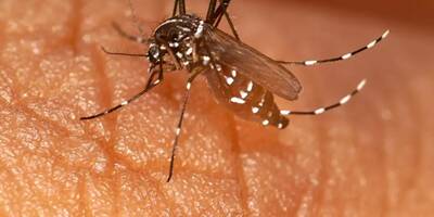 Un sixième cas autochtone de dengue à Fayence