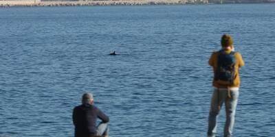 Un dauphin en errance se fait remarquer à une centaine de mètre de la Prom' à Nice