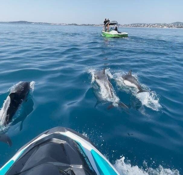 Les images d'une magnifique rencontre avec les dauphins au large de la Côte d'Azur
