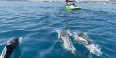 Les images d'une magnifique rencontre avec les dauphins au large de la Côte d'Azur