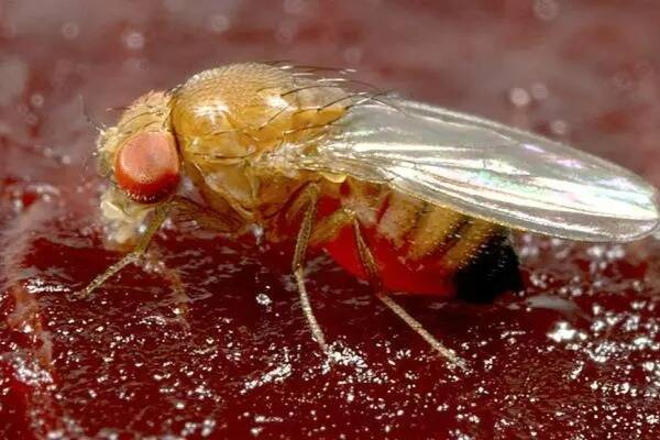 "Du jour au lendemain, dans nos vergers, on sent une odeur de vinaigre": Des guêpes asiatiques à la rescousse des cerises en Ardèche