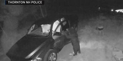 VIDEO. La police américaine enquête sur une série d'effractions de voitures, une vidéo confond le coupable: c'est un ours