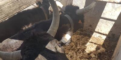 VIDEO. Trois taureaux s'échappent dans le centre-ville d'Arles, une femme blessée