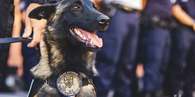 Cookie, la chienne renifleuse de la police du Tarn, meurt écrasée par un camion