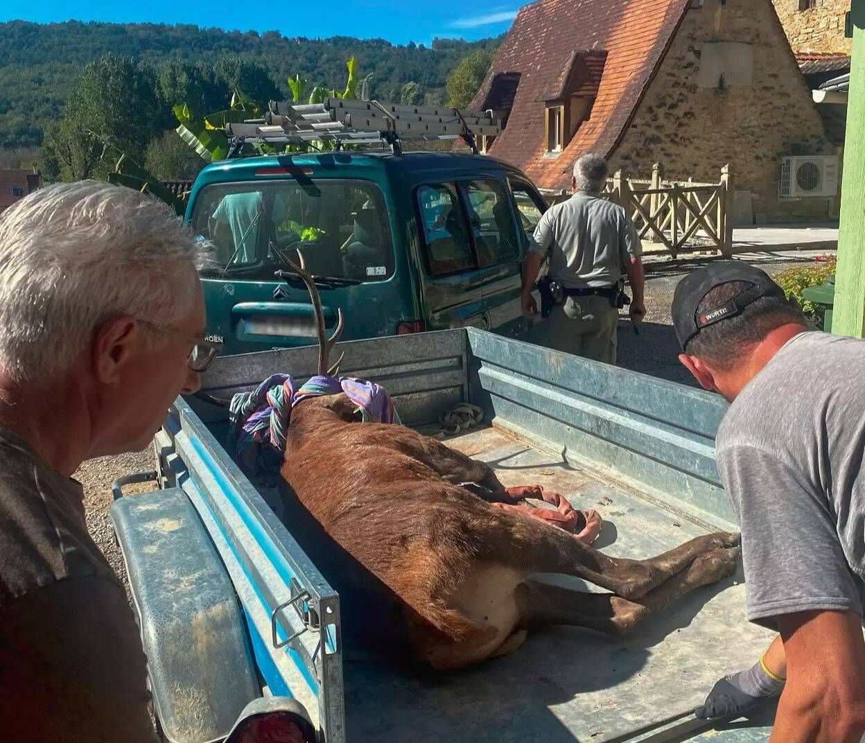 "Mon mari et moi l'avons entendu se cogner contre les murs": un cerf de 150 kilos retrouvé dans un garage en Dordogne après une chute de 4 mètres