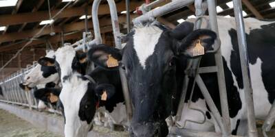 Baisse du coût de l'alimentation: les éleveurs de bovins reprochent 