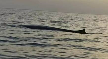 Partis pêcher, ils tombent nez à nez avec des baleines près des côtes varoises