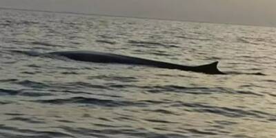 Partis pêcher, ils tombent nez à nez avec des baleines près des côtes varoises