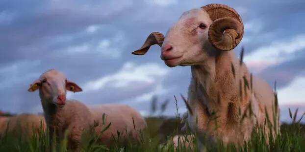 "Je reçois une photo de ma brebis sur le sol": elle perd deux bêtes après des attaques de chiens à Mougins